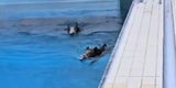 Wildschwein-Paar stürmte Schwimmbad