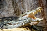 Beulenkrokodil Schönbrunn