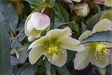 Christrose, Weihnachtsstern & Co.: Florale Highlights zum Verschenken