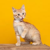 katze