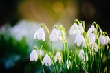 Achtung: Diese beliebten Frühlingsblumen sind giftig!