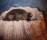 Eichhörnchen Baby gerettet