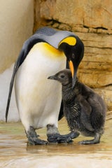 Königspinguin-Küken im Tiergarten Schönbrunn geschlüpft