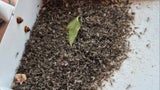 Die Insekten-Plage so schlimm geworden, dass die Anwohner diese bereits mit Schaufeln aufsammeln müssen.&nbsp;