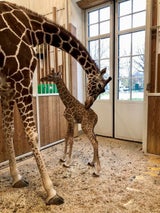 giraffe