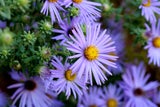 Floraskop: Diese Blumen sollten Sie am Valentinstag verschenken