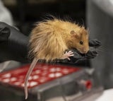 Einige Wissenschaftler bezweifeln allerdings, ob die gleiche Technik, mit der eine wollige Maus (siehe Bild) geschaffen wurde, auch bei einem Elefanten funktionieren würde.&nbsp;