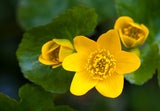 Sumpfdotterblume