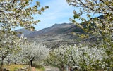 Nicht nur in Japan: Die schönsten Spots für die Kirschblüte weltweit