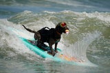 Hier surfen Hunde um Gold