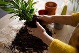 Start in die Gartensaison 2025: Das ist jetzt zu tun