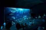 Neue Attraktion: Schönbrunn bekommt Mega-Aquarium