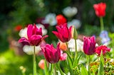 Achtung: Diese beliebten Frühlingsblumen sind giftig!
