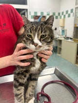 Dank Tierschutz Austria fand der vermisste Kater Pancho den Weg zurück in die Arme seiner Familie. 