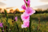 Floraskop: Diese Blumen sollten Sie am Valentinstag verschenken