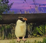 pinguin