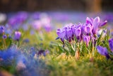 Mit diesen Frühblühern holen Sie Ihren Garten aus dem Winterschlaf