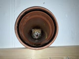 Katze aus Rohr befreit