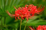 Diese geheimen Blumen-Botschaften zum Valentinstag sollten Sie kennen