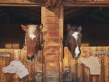 Süße Pferde und Ponys warten darauf, gestreichelt zu werden.