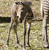 Das Fohlen ist wohlauf und stolziert bereits stolz neben seiner Mama im Gehege herum.
