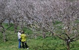 Wachauer Marillenblüte steht unmittelbar bevor.