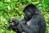 Von Tansania bis Ruanda: Die beste Reisezeit für die Afrika-Safari