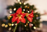 Christrose, Weihnachtsstern & Co.: Florale Highlights zum Verschenken