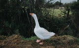 Martinstag: Warum essen wir am 11. November traditionell Gans?