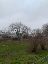 Bäume fallen für Park von André Heller