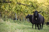 Natürliche Rasenmäher. Die Schafe in den Weinbergen.