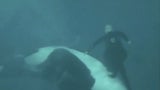 Killer-Wal attackierte Trainer und hielt ihn 15 Minuten unter Wasser
