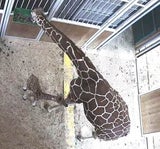 Das Giraffen-Junge im Schönbrunner Zoo akzeptierte die Zufütterung am Ende, verstarb aber dennoch.