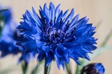 Diese geheimen Blumen-Botschaften zum Valentinstag sollten Sie kennen