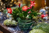 Christrose, Weihnachtsstern & Co.: Florale Highlights zum Verschenken