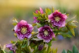 Bunt & pflegeleicht: Mit diesen Winterblumen holen Sie sich den Frühling nach Hause