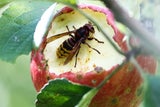 Warum es zurzeit so viele Wespen gibt