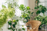 Zimmerpflanzen: So finden Sie die perfekte Pflanze für jeden Raum