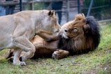 Der Zoo musste eine schwere Entscheidung treffen.