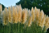 Das Pampasgras Cortaderia selloana begeistert im Sommer mit den großen, weißen Blütenrispen und gehört damit zu den auffälligeren Ziergräsern.&nbsp;
