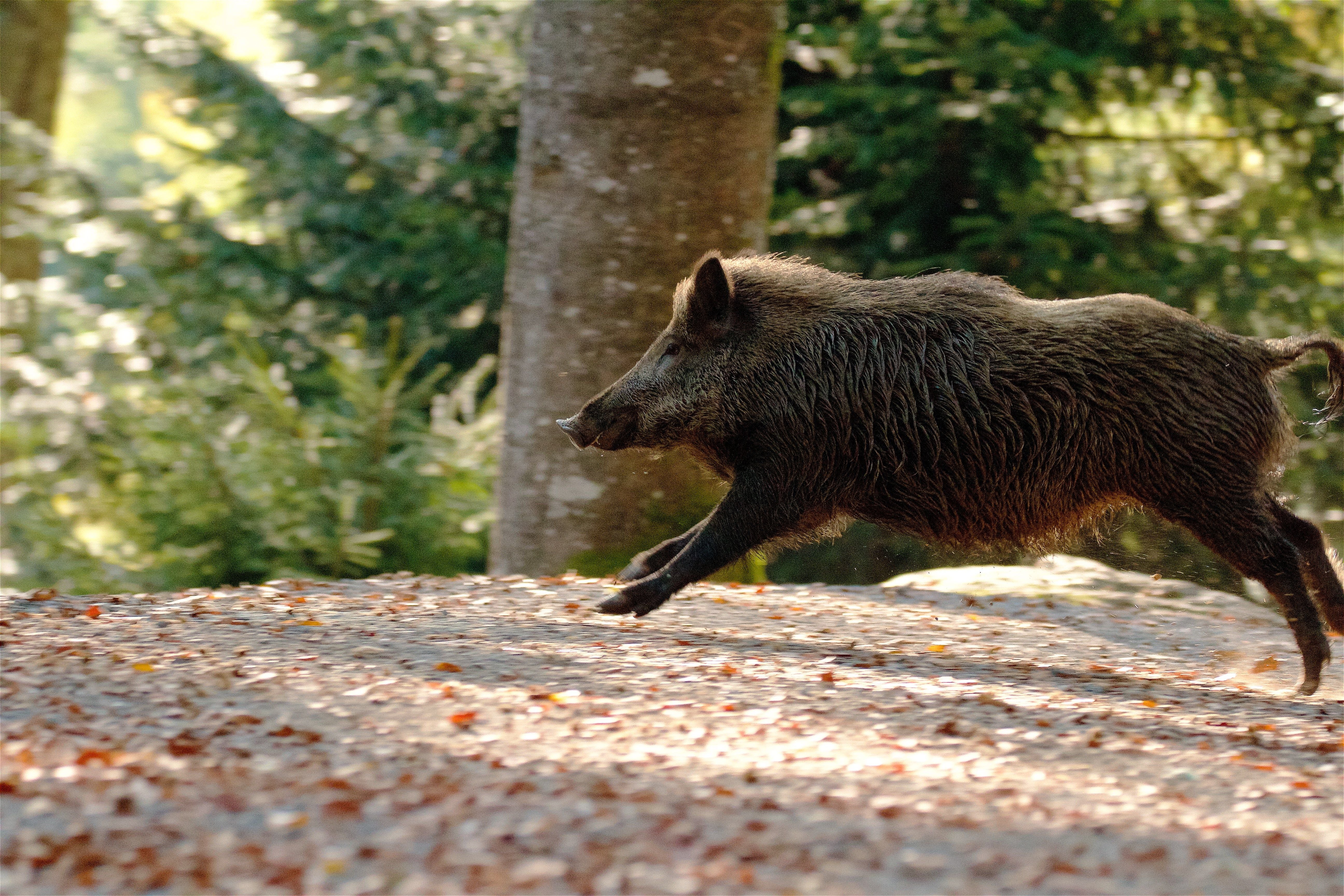 Wildschwein