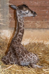 Giraffen-Baby