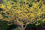Im Garten: Diese Winterblüher sorgen schon jetzt für Frühlingsgefühle