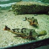 Knurrhahn