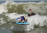 Hier surfen Hunde um Gold