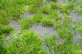 Hochwasser: So retten Sie Ihren Garten nach der Überschwemmung