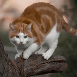 Platz 10: Katzen