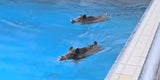 Wildschwein-Paar stürmte Schwimmbad