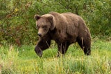 DIESES Land sucht jetzt den fettesten Braunbär