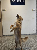 Hund im Bus NÖ